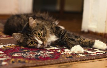 Comment accrocher son tableau représentant des animaux à un mur ?