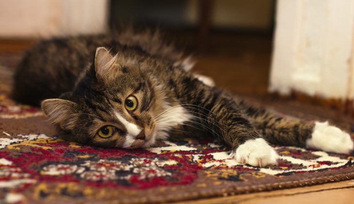 Comment accrocher son tableau représentant des animaux à un mur ?